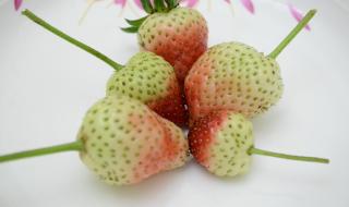草莓一年有几季 草莓几月份成熟